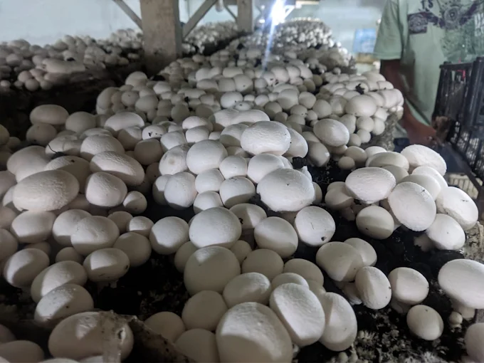 Detalhe do Shiitake ou Shimeji