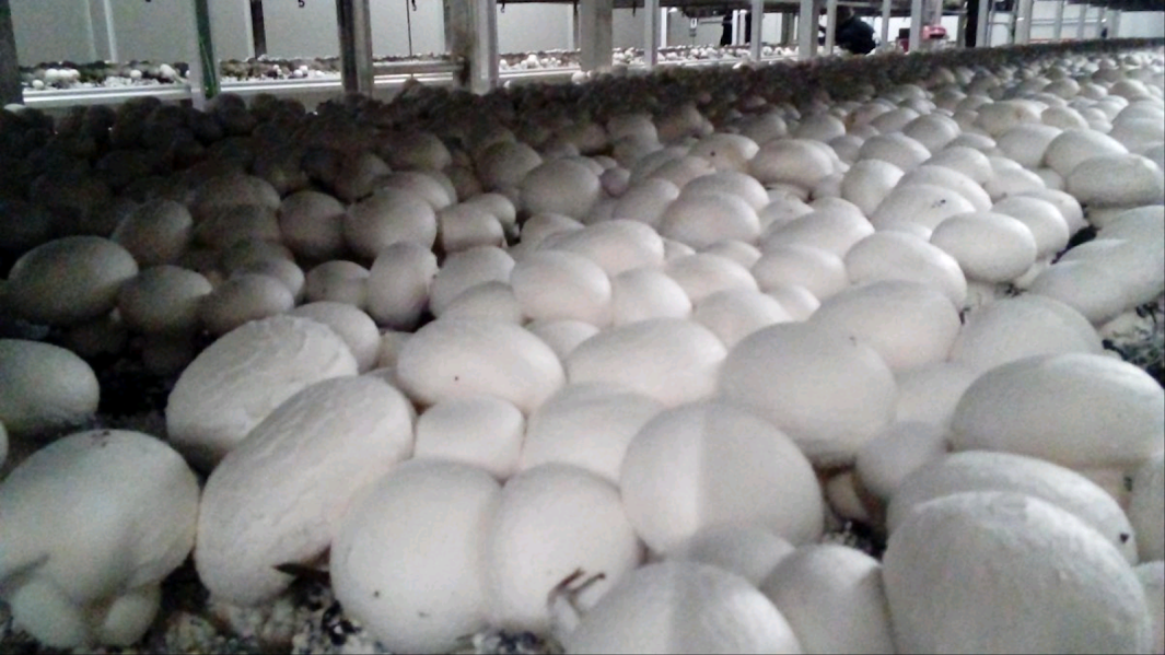 Variedade de cogumelos frescos