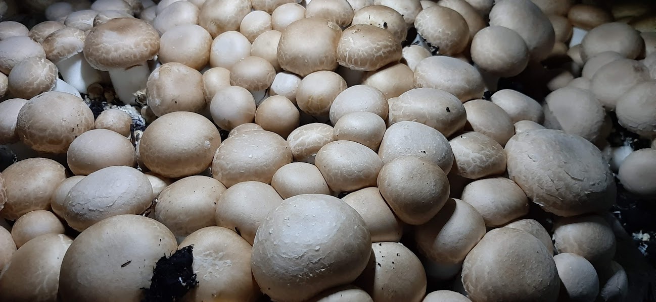 Cogumelo fresco em cultivo